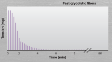 <p>define/characterize fast-glycolytic fibers </p>