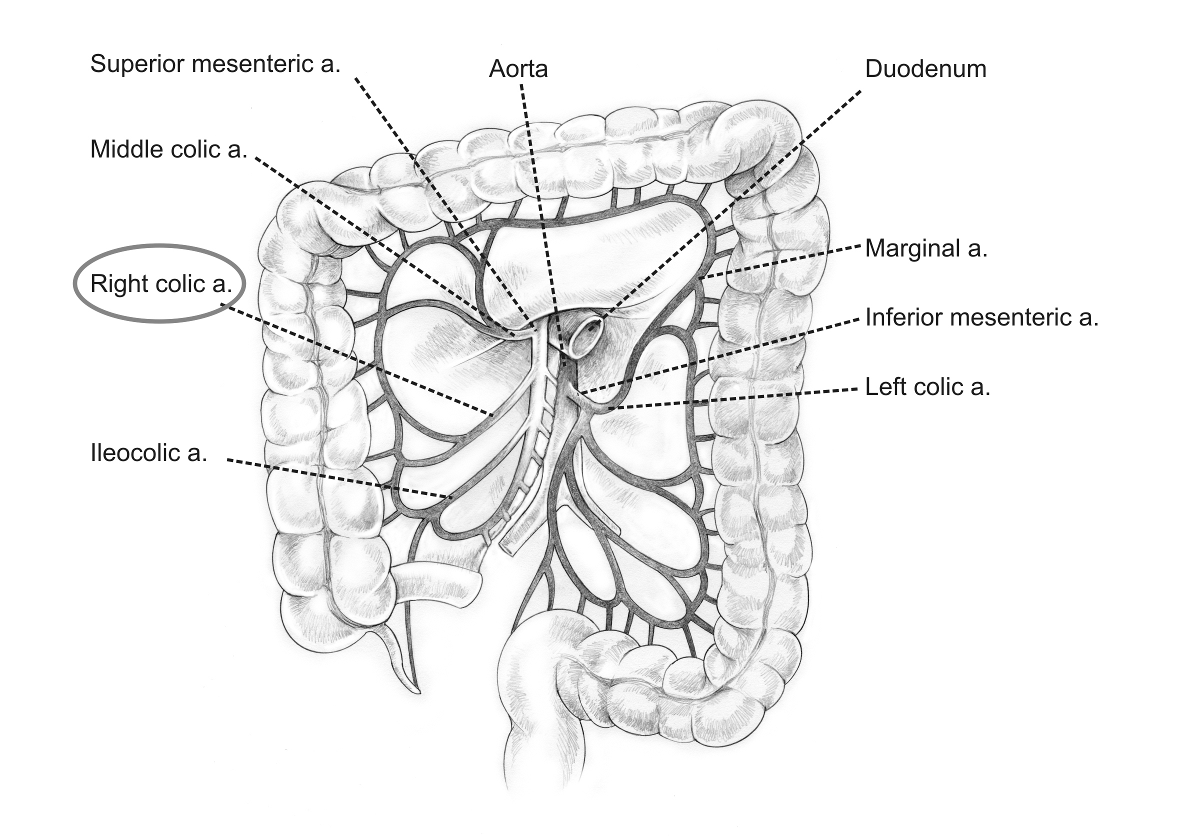 <p>superior and inferior division</p><p>supplies ascending colon</p>