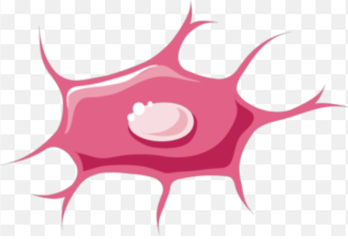 <p>Mature bone cells. The most abundant type of bone cell crucial for maintaining bone health. Derived from osteoblasts and reside within the mineralized bone matrix. They actively regulate bone remodeling and mineral homeostasis by sensing mechanical stimuli and communicating with other bone cells. Can revert back to osteoblasts</p>