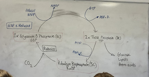 CO₂ diffuses into the stroma of the chloroplast.
it reacts with ribulose bisphosphate (5C), catalysed by the enzyme rubisco.
this produces 2 molecules of glycerate 3 phosphate (3C).
reduced NADP from the light-dependent reaction is used to reduce G3P to triose phosphate (3C) using energy supplied by ATP.
NADP is re-formed & returns to the light-dependent reaction.
some TP molecules are converted to organic substances, e.g. glucose & amino acids.
most TP molecules are used to regenerate RuBP using ATP from the light-dependent reaction.