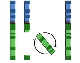 <p>Is this Paracentric or Pericentric?</p>