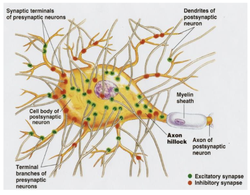 <p><span>A neuron receives a signal at the dendrites, more specifically on dendritic spines. Dendritic spines contain channels that open when a neurotransmitter binds to the channel receptor (</span><em><span>ligand-gated channels</span></em><span>).</span></p><p><span>Sodium (Na+) channel that opens when a specific neurotransmitter binds to its receptors. </span></p><ul><li><p><span>Because the concentration of Na+ is </span><em><span>smaller inside</span></em><span> the cell compared to outside the cell, Na+ will flow in the cell.</span></p></li><li><p><span>Because Na+ is positively charged, there will be a </span><em><span>local change</span><br><span>in the potential</span></em><span>.</span></p></li></ul><p><span>In this case the potential is getting more positive (an </span><em><span>excitatory postsynaptic potential</span></em><span> or EPSP). Other types of channels change the potential to a more negative state (</span><em><span>inhibitory postsynaptic potential</span></em><span> or IPSP).&nbsp;One neuron receives many, many signals from other neurons (on their dendrites but also directly on the soma). </span></p><p><span>The EPSP (or IPSP) spreads through the rest of the dendrites and towards the soma via </span><em><u><span>electrotonic conduction</span></u></em><span>. This happens very fast (instantaneously, because electrically), yet only over a short distance (depending on thickness of dendrite). </span><em><u><span>Decremental conduction</span></u></em><span>.</span></p><p><span>All these signals (both EPSPs and IPSPs) are integrated in </span><em><span>the axon hillock</span></em><span>. If there are sufficient excitatory signals the axon hillock will initiate an electrical signal that will be propagated to the axon (i.e., an action potential).</span></p>