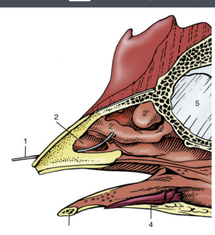 <p><span style="color: #fff9f9">At the base of the beak</span><span style="color: #fff9f9"><br></span><span style="color: #fff9f9">• Opening to the nasal cavity</span><span style="color: #fff9f9"><br></span><span style="color: #fff9f9">• Septum on median plane</span></p>