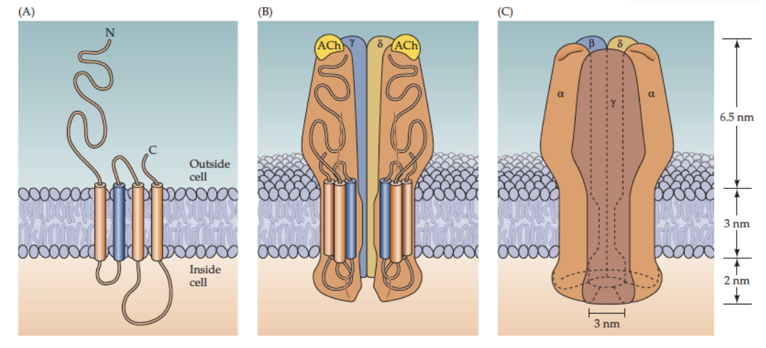 <p>ONLY TESTABLE PART: 2α subunits actively bind ACh, permeable to sodium and potassium (higher for sodium)</p><p></p><p>NOT-TESTABLE:</p><p>5 subunits: 2α, 1β, 1γ, 1δ at skeletal NMJ</p><ul><li><p>Each subunit crosses membrane 4 times (M1–M4)</p></li><li><p>Openings at either end are large ~2-3nm in diameter, narrowest region ~-0.6nm (compare this to Na+ and K+ ion which are <0.3nm)</p></li><li><p>Central pore formed by 5 subunits, M2 (blue region) important for ion translocation</p></li></ul><p></p>