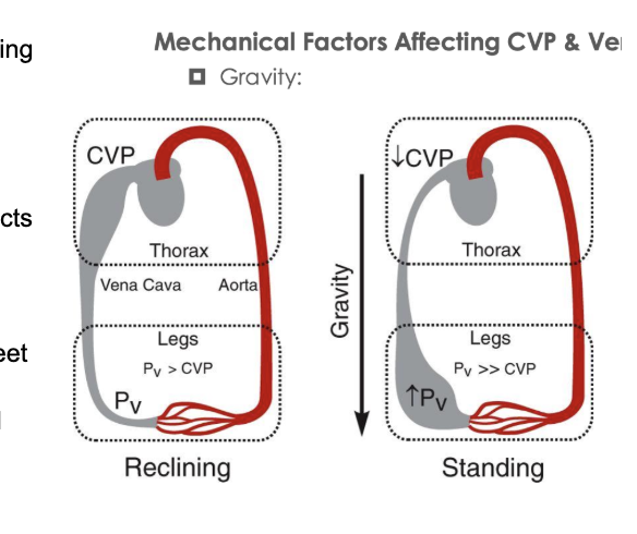 <p>Gravity</p><ol><li><p>reclinig= relatively uniform blood distribution</p></li><li><p>Standing= gravity acts on vascular volume and blood accumulates in the lower extremites</p><ol><li><p>venous presure in the feet can reach 90mmhg</p></li><li><p>reduction of preload&nbsp;and sv by frank starling in the right ventricle</p></li><li><p>systematic areterial pressure falls more than 20mmhg upon standing</p><ol><li><p>orthostatic hypostension</p></li></ol></li></ol></li></ol><p>Skeletal muscle pumps</p><ol><li><p>1 way valves allow blood to return to the heart (prevents back flow)</p></li><li><p>deep veins are surrounded my msucles = causes compression that opens and clsoes the vlaves</p></li><li><p>uses rhymatic contractions to enhance enous return and CO</p></li></ol><p></p>