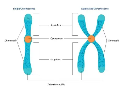 <p>Highly folded DNA, and at the start of cell division appear as two threads held by a single point. Each thread is called a chromatid.</p>