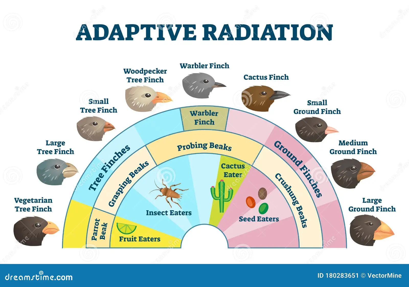 <p>a single species undergoes speciation and evolves into many new species very quickly</p>
