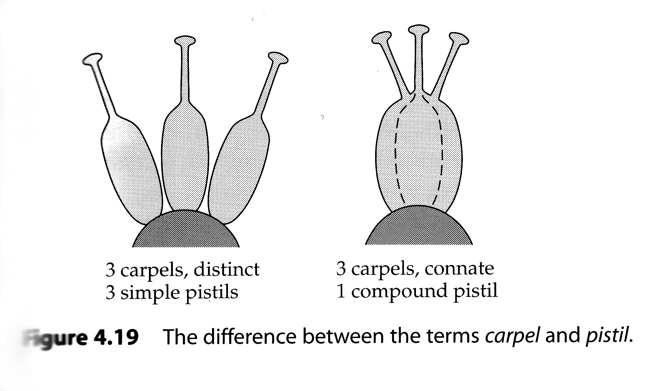<p>Carpels are the basic unit of the gynoecium, can be distinct or connate. If they are distinct, then the term pistil is equivalent in meaning to the term carpel. If connate, the terms aren’t equal bc each carpel constitutes only one unit within a pistil→ compound </p>
