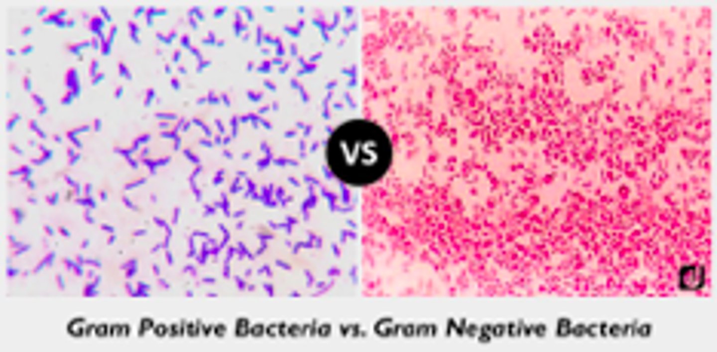 <p>Retain crystal violet.</p><p>Color: Purple</p>