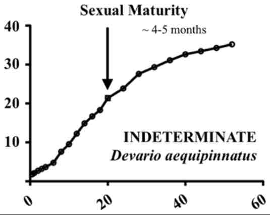 <p>indeterminate growth </p>