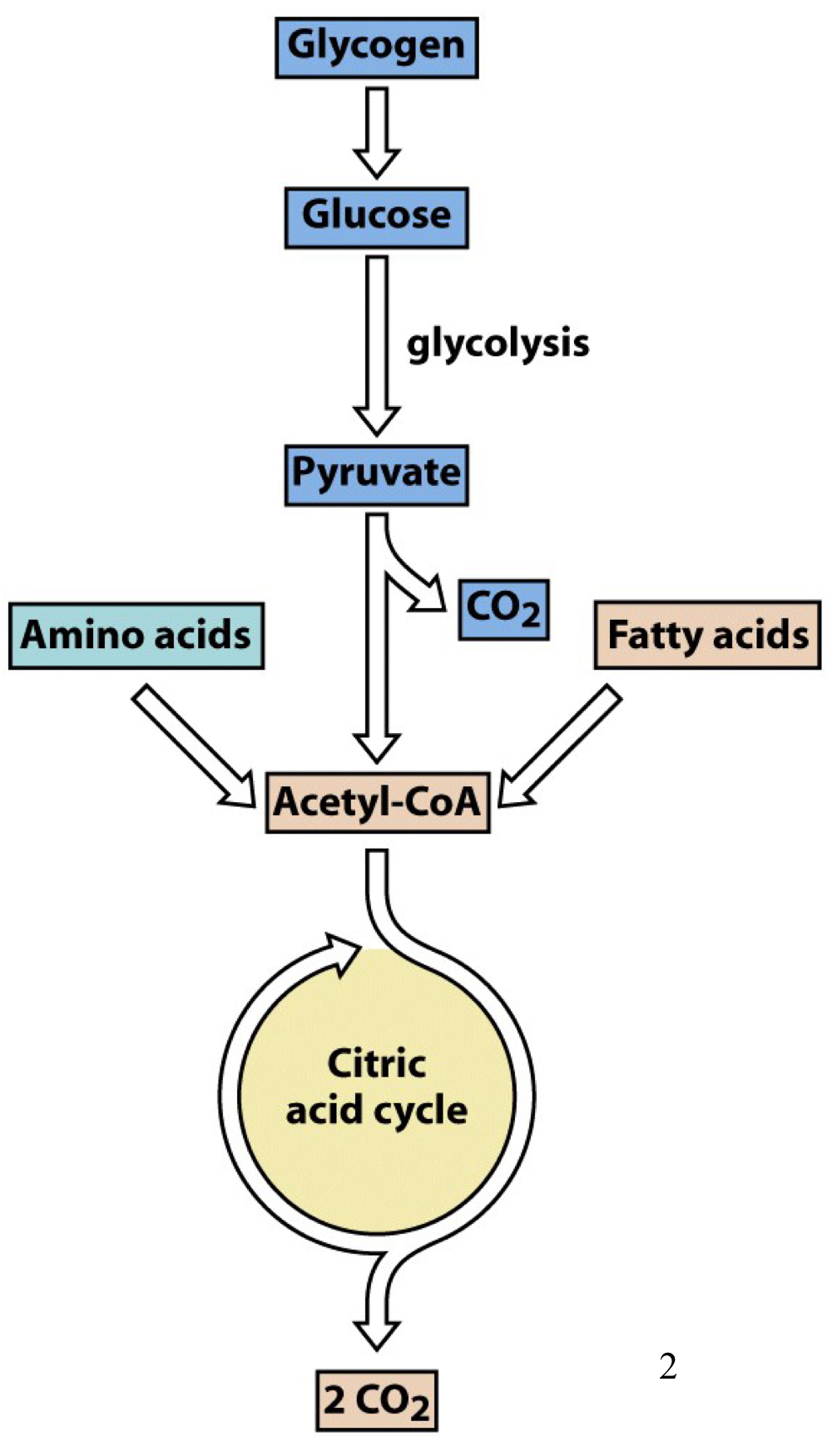 aka Krebs cycle or tri-carboxylic acid (TCA) cycle 

not only a continuation of glycolysis, but rather a central pathway for energy production using a variety of sources, including amino acids and fatty acids

acetyl-CoA is the main common entry point into the citric acid cycle for all the various carbon sources

the ultimate fate of the carbon is to be oxidized all the way to CO2, with the electrons saved in the form of reduced cofactors that will be used for oxidative phosphorylation 

main way for many metabolites to be oxidized to form CO2