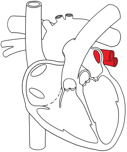 Longader, van de longen terug naar het hart.