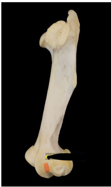 term image