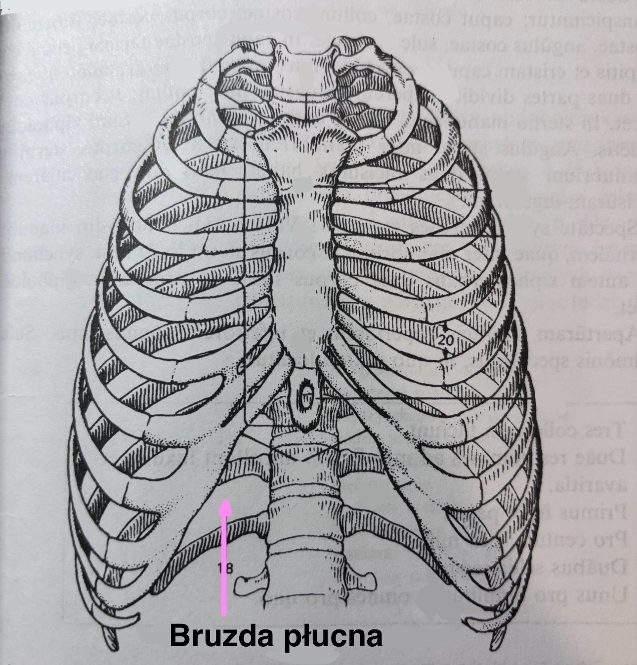 <p>Sulcus pulmonalis</p>
