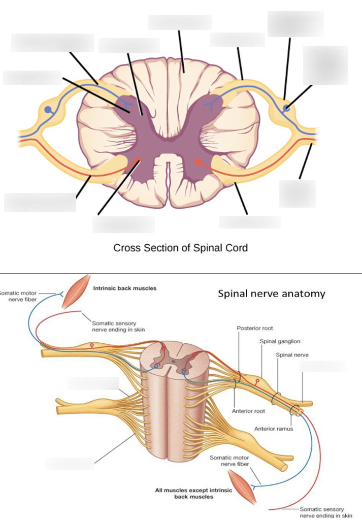 <p>passes both sensory and motor information; comes here after passing anterior root.</p>