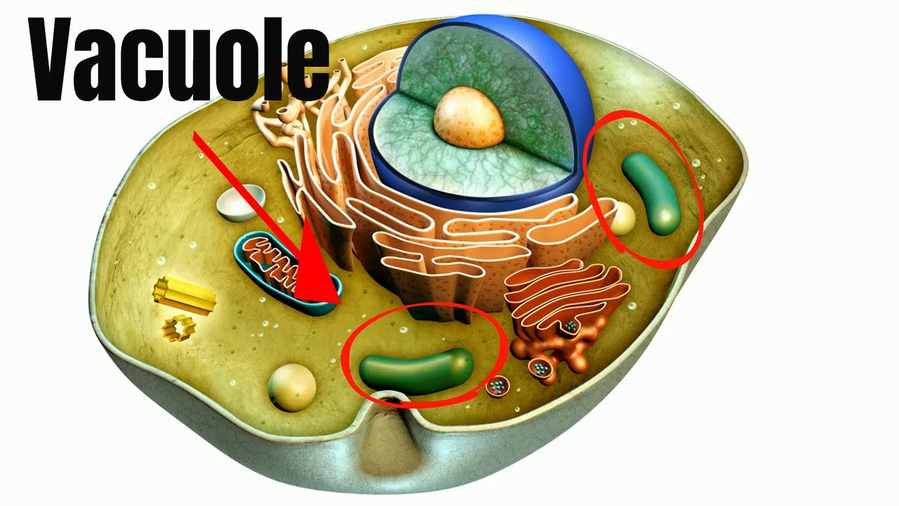 <p>Vacuoles</p>