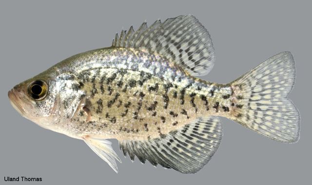 <p>Black crappie</p>