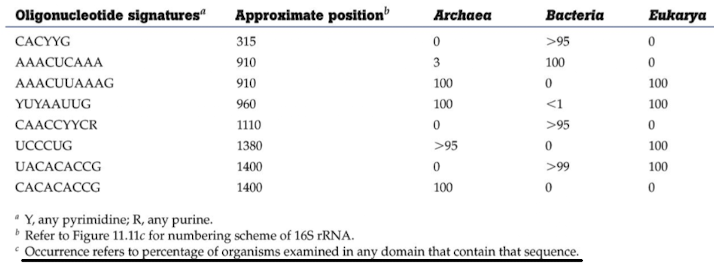 <p><strong>Specific oligonucleotide motifs in 16S/18S rRNA<u> that differentiate domains or genera</u></strong> (e.g., sequences unique to Archaea vs Bacteria)</p>