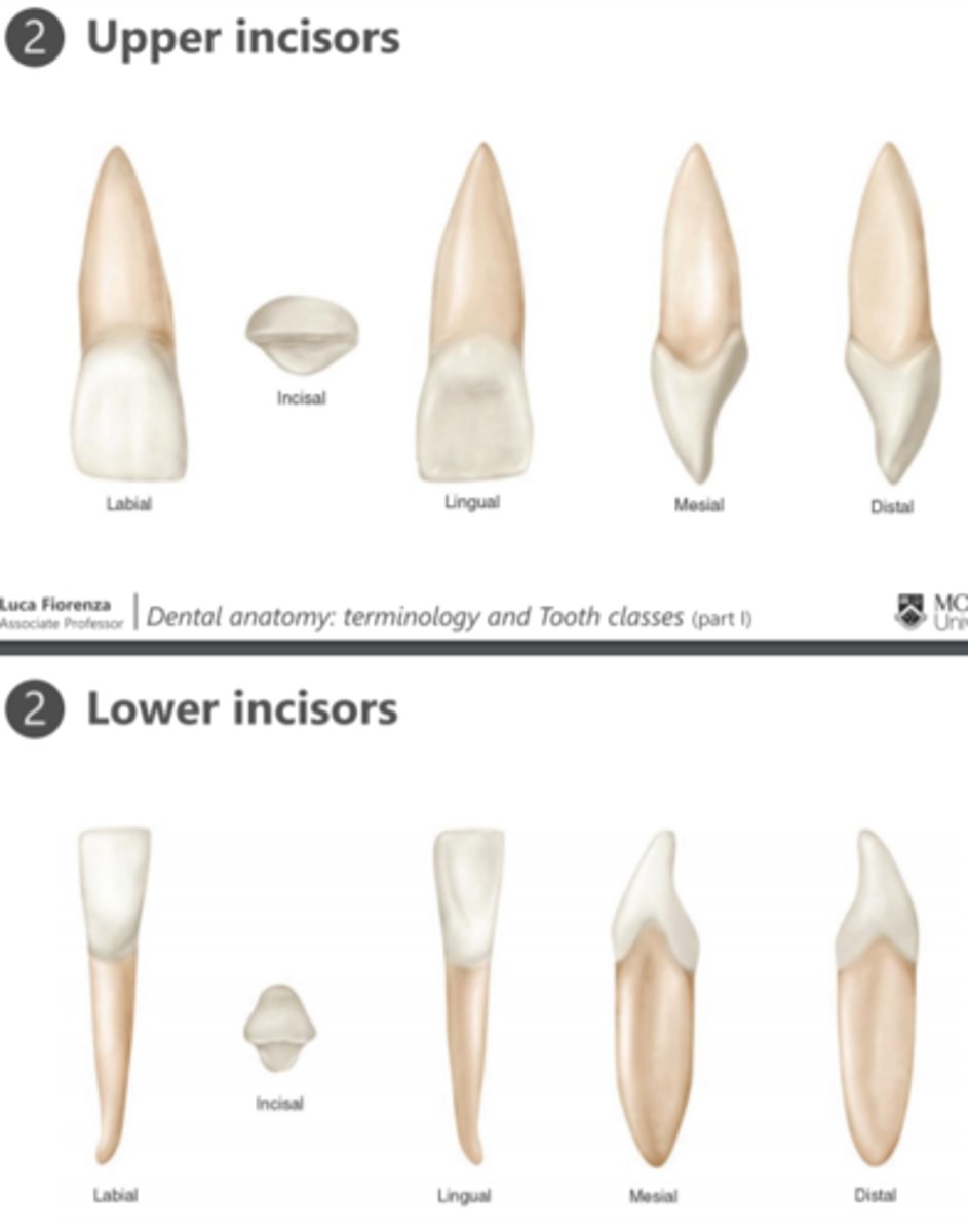 <p>upper: rounded tip, tapered from cervical to apex</p><p>lower: sharp tip, nearly straight from cervical to middle, then tapered (helps with stabilisation of roots bc crown smaller)</p>