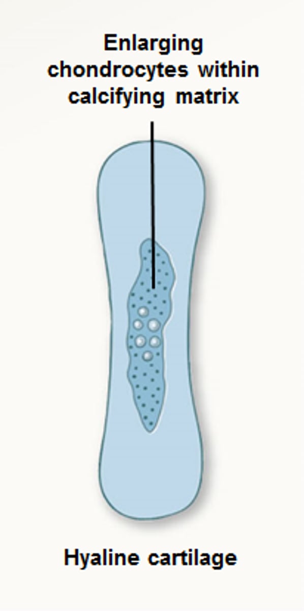 <p>bone collar forms around the diaphysis of the hyaline cartilage model</p>