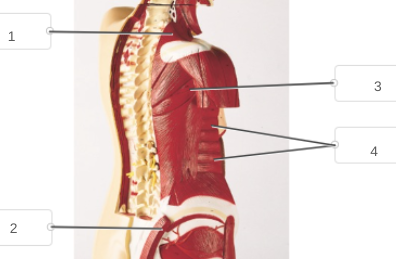 <p>name muscles 1-4</p>
