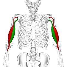 <p>What muscle is this? What is its origin and point of insertion?</p>