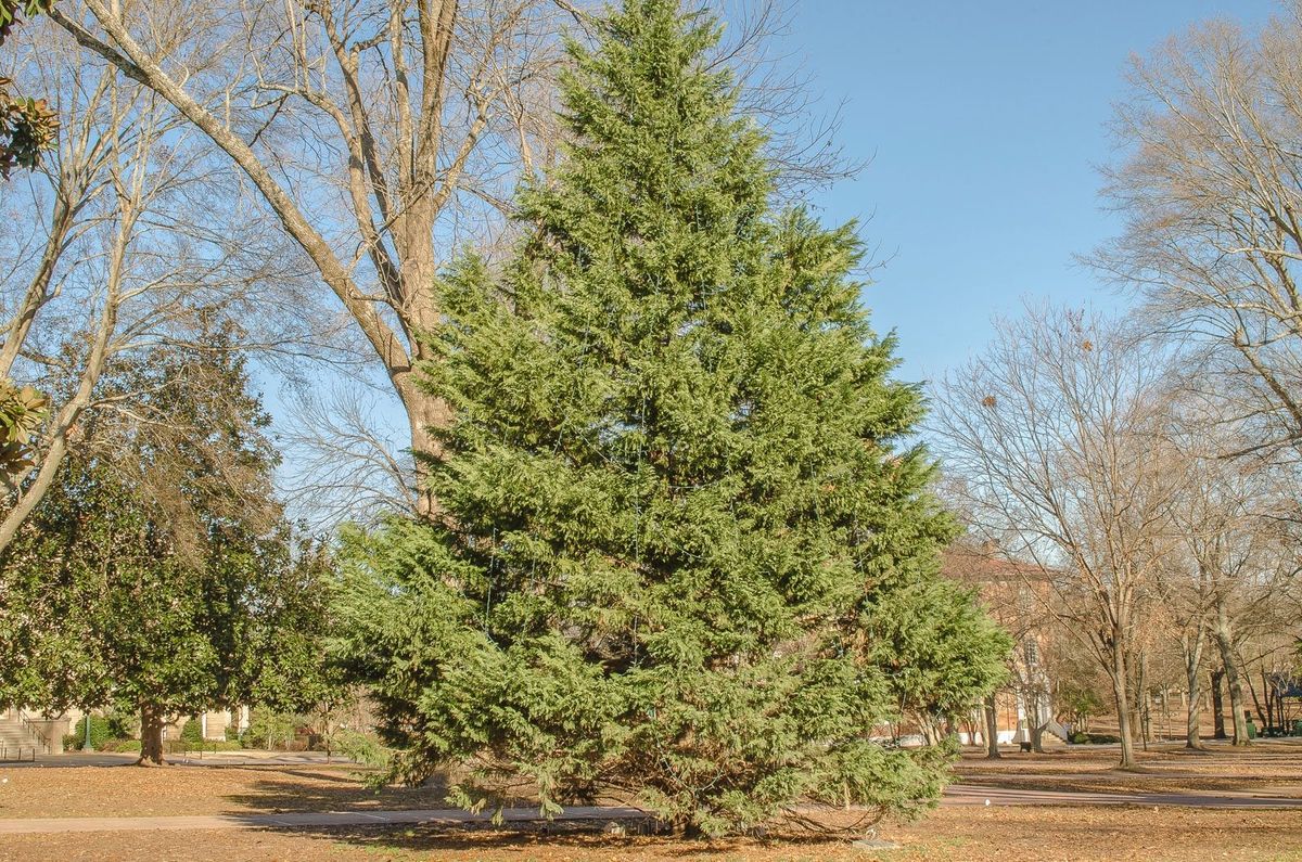 <p><span>(these trees) are rich in symbolism, representing <mark data-color="rgba(0, 0, 0, 0)" style="background-color: rgba(0, 0, 0, 0); color: inherit">strength, eternity, and spiritual health</mark> across various cultures and historical periods. They are often associated with wisdom, respect, hope, and holiness, particularly in the context of Lebanon and the Middle East.&nbsp;</span></p>