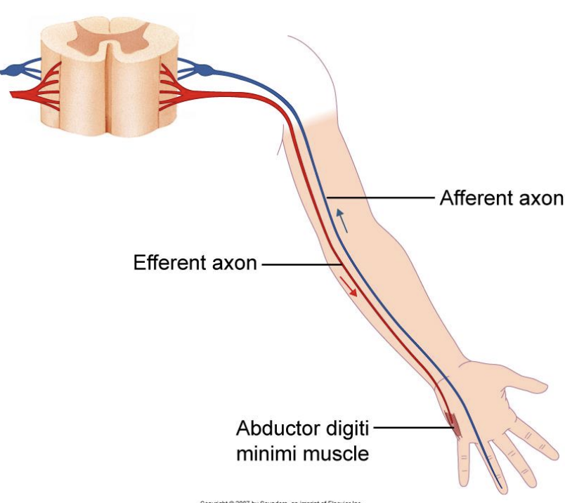 <ul><li><p>af</p></li><li><p>ef</p></li><li><p>afferent axon</p></li><li><p>efferent axon</p></li></ul><p></p>