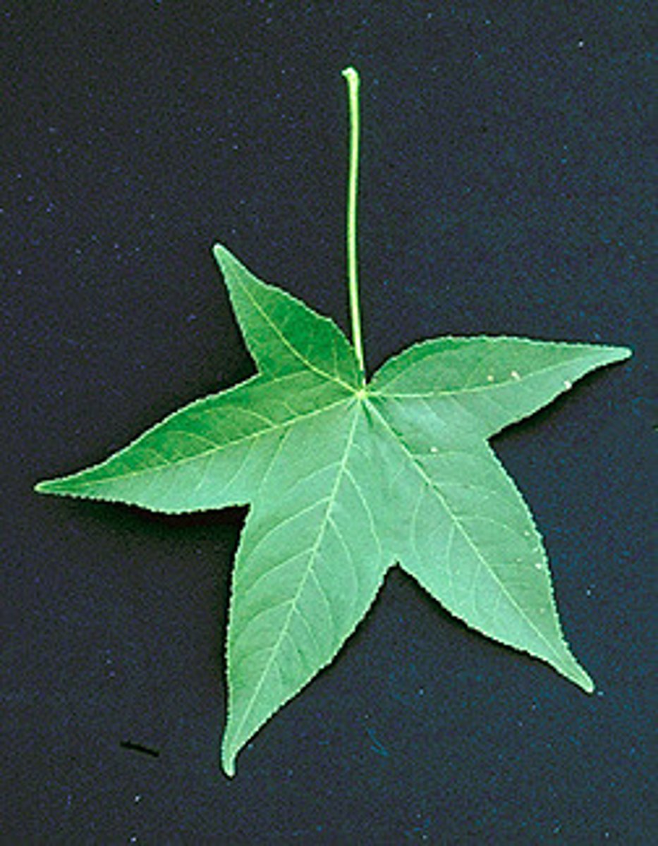 <p>A medium-sized deciduous tree with "reptile" bark, recognizable by the combination of its five-pointed star-shaped leaves and its hard, spiked fruits.</p>