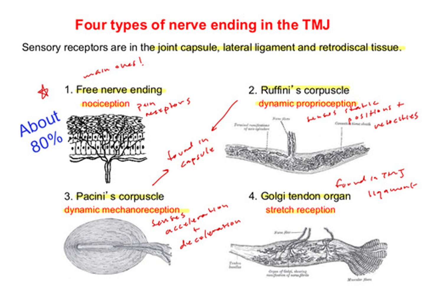 <p>found in the TMJ ligament</p>