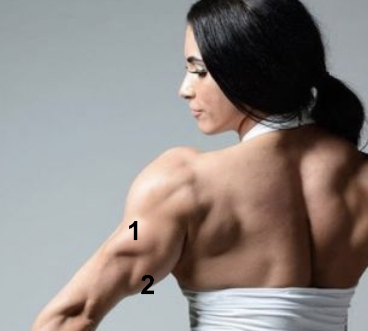 <p>What muscles are indicated by “1” &amp; “2”?</p>