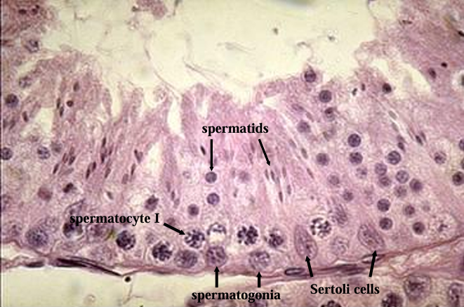 <p>Seminiferous tubule of feline testis.</p><p>The seminiferous epithelium shows Sertoli cells (with oval euchromatic nucleus), spermatogonia, primary spermatocytes, and early and late spermatids. </p><p>Peritubular (myoid) cells can be seen just outside the seminiferous tubule</p>