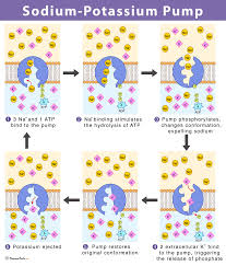 <p>sodium-potassium pump</p>