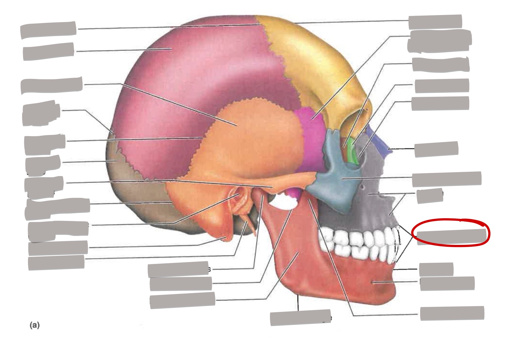 term image