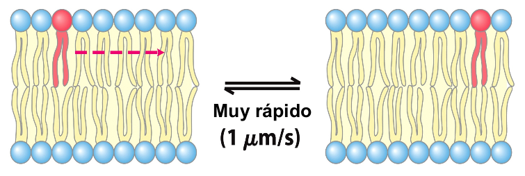 <p>Qué tipo de difusión es? </p>