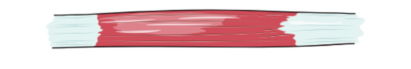 muscle fascicles are parallel to longitudinal axis of muscle and terminate in flat tendons on both sides

ex: sternohyoid