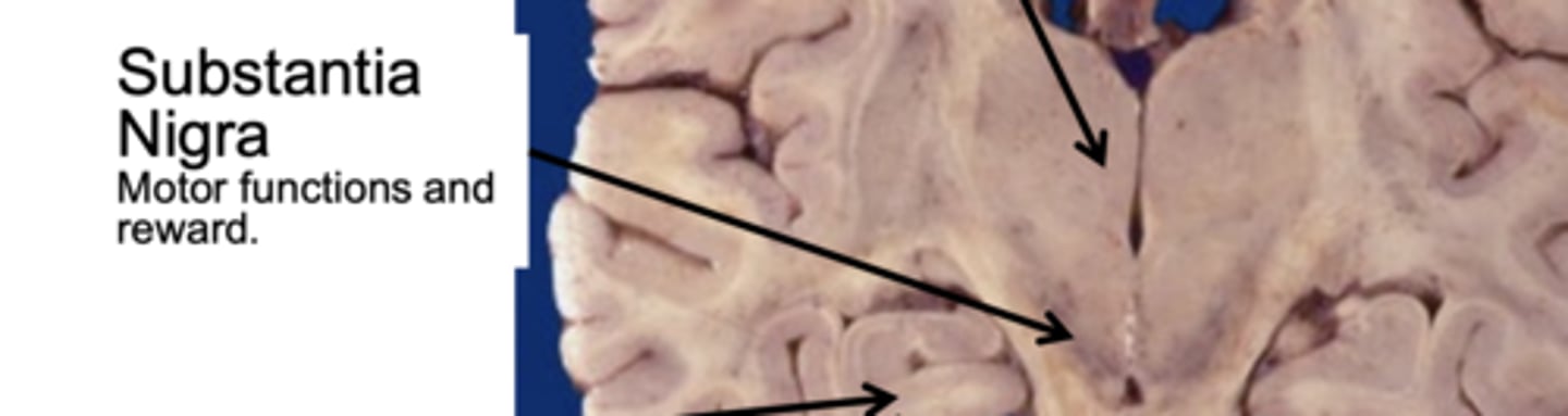 <p>motor functions and reward</p>