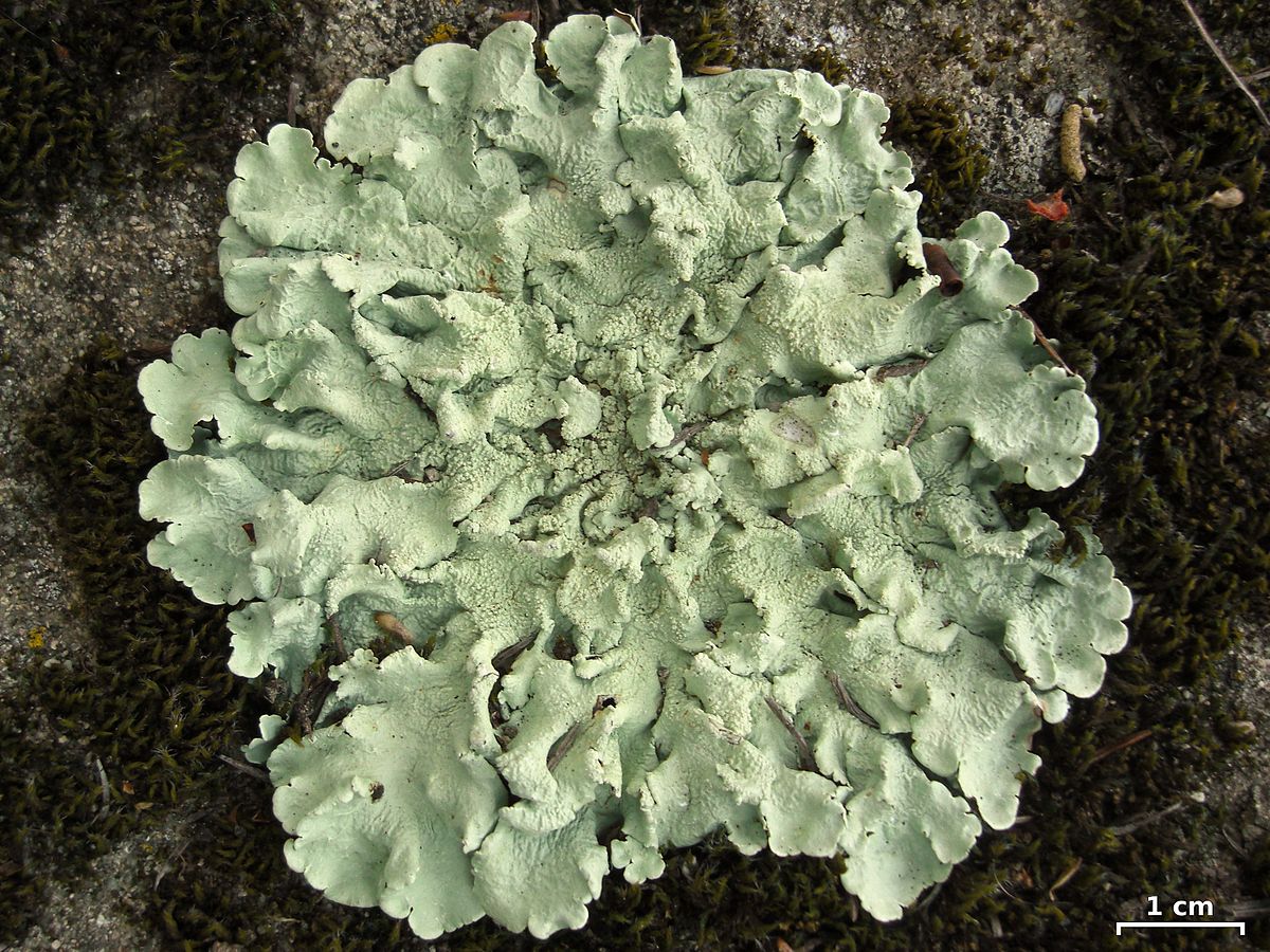 <p>Lichen resembling leaves</p>