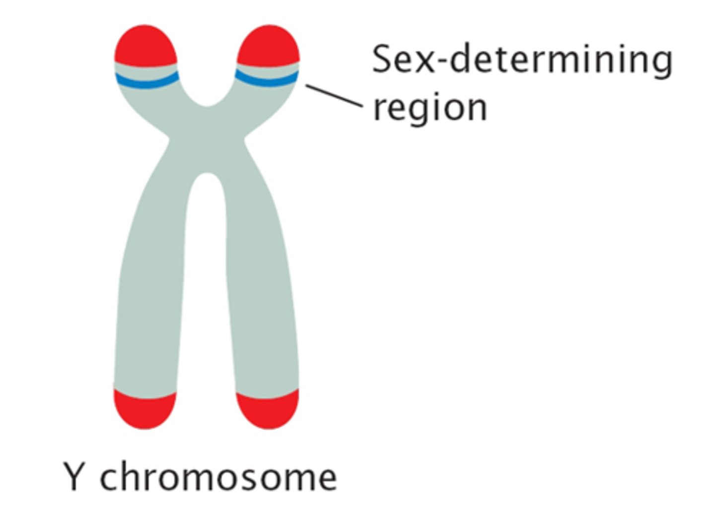 <p>This is the sex determining region on the Y chromosome and codes for a transcription factor that initiate testis differentiation and thus the formation of the male gonads</p><p>- Thus in the absence of the Y chromosome all zygotes will be female</p>