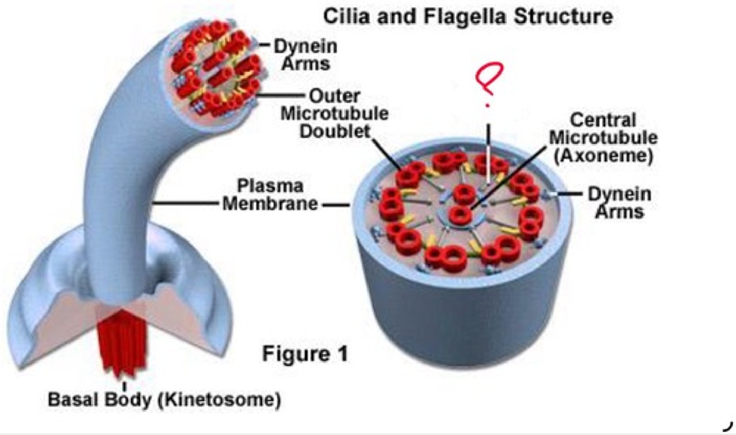 <p>What cilia structure is this?</p>
