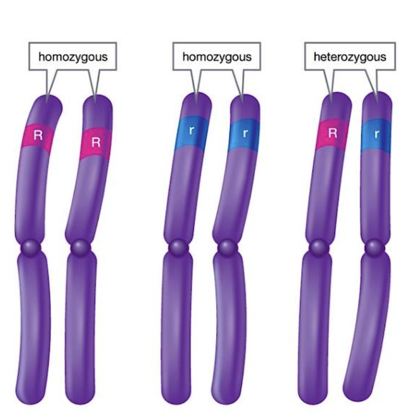 <ul><li><p><span style="font-family: &quot;Proxima Nova&quot;, sans-serif">If the code has two of the same case letters such as <em>RR</em> or <em>rr</em> = <strong>homozygous</strong></span></p></li><li><p><span style="font-family: &quot;Proxima Nova&quot;, sans-serif">If the code has two different case letters such as <em>Rr</em> = <strong>heterozygous</strong></span></p></li></ul><p></p>