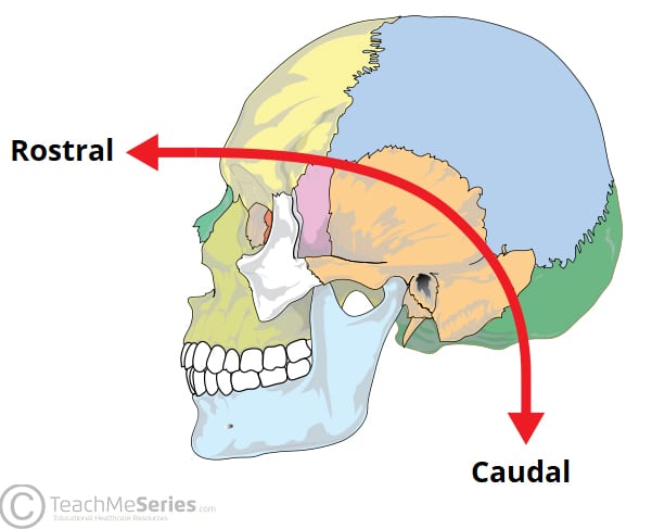 <p><strong> Rostral</strong><span style="color: rgb(0, 29, 53)"><strong> means toward the nose or head, while caudal means toward the tail or tailbone these terms are often used in embryology and neurology </strong></span></p>
