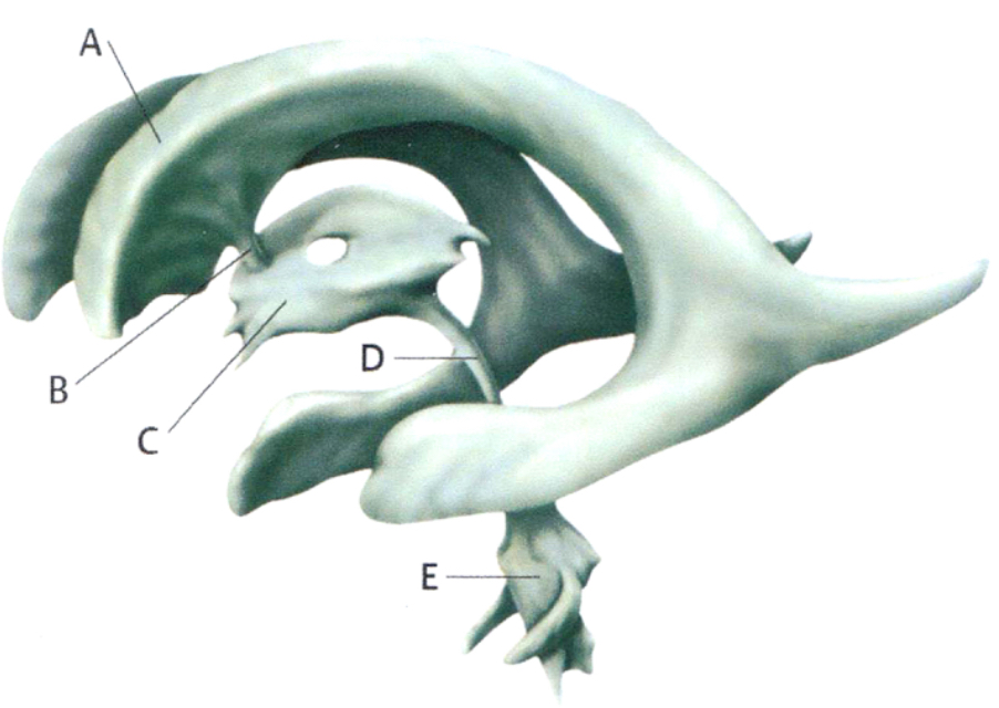 <p>PI: CSF circulates within the ventricles and exits the ventricular system through 3 openings. which of the following labeled regions contains the three openings through which CSF leaves the ventricular system?</p><ol><li><p>A</p></li><li><p>B</p></li><li><p>C</p></li><li><p>D</p></li><li><p>E</p></li></ol>