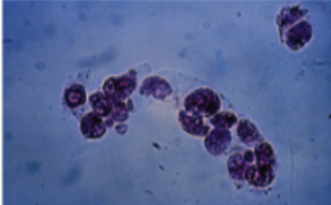 <p>What cast is this? What is it associated with?</p>