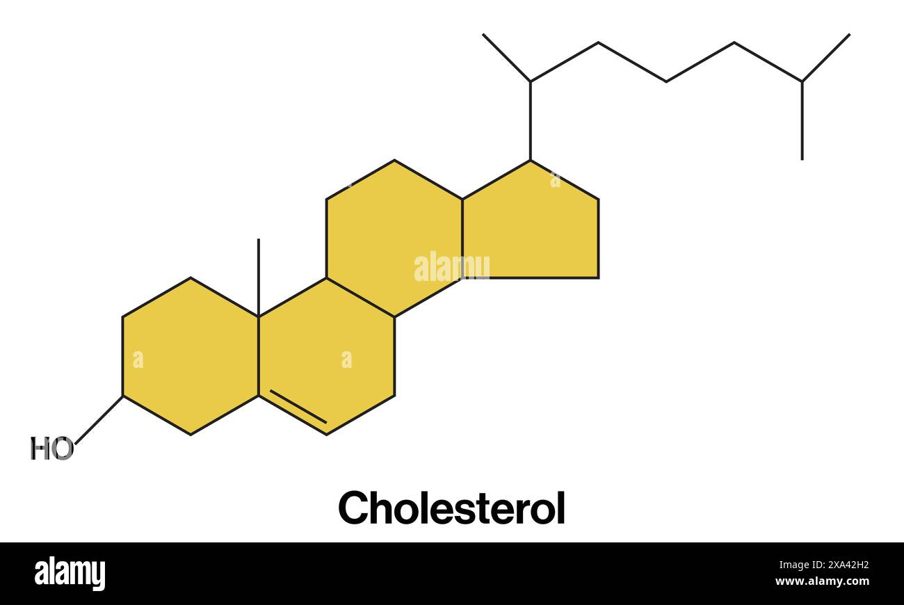 <p>amphipathic (both hydrophilic and hydrophobic parts)</p><ul><li><p>polar hydroxyl HO group linked at one end</p></li><li><p>4 linked hydrocarbon rings</p></li><li><p>non-polar hydrocarbon tail linked to other end</p></li></ul><p></p>