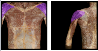 <p>Name this muscle and it’s innervation </p>