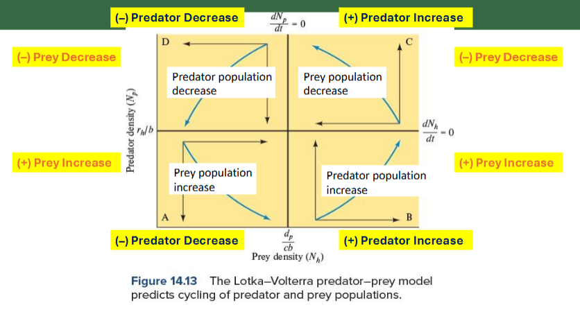 <p>Top left = D </p><ul><li><p>Predator + Prey both Decrease</p></li></ul><p>Top right = C</p><ul><li><p>Predator increase + Prey Decrease</p></li></ul><p>Bottom Left = A</p><ul><li><p>Predator Decrease + Prey Increase</p></li></ul><p>Bottom right = B</p><ul><li><p>Predator + prey both Increase</p></li></ul><p></p>