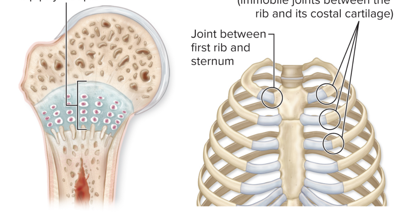 <p>What kind of joints can be found in this image?</p>