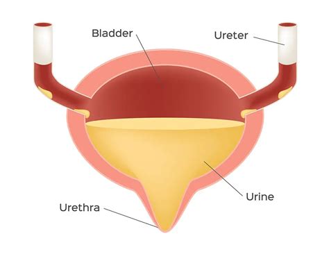 <p>bladder</p>