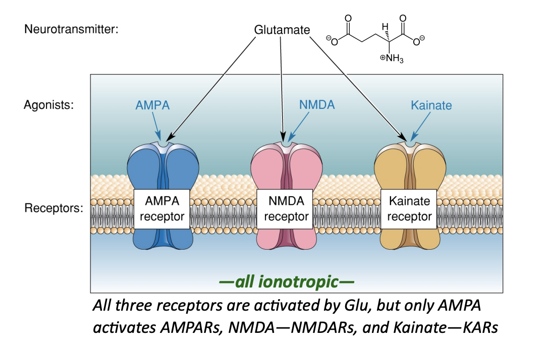 <ul><li><p>AMPA, NMDA and Kainate receptors and many mGluRs (metabotropic)</p></li><li><p>all competitive agonists of their respective receptors, all mimic effects of glutamate</p></li></ul><p></p>